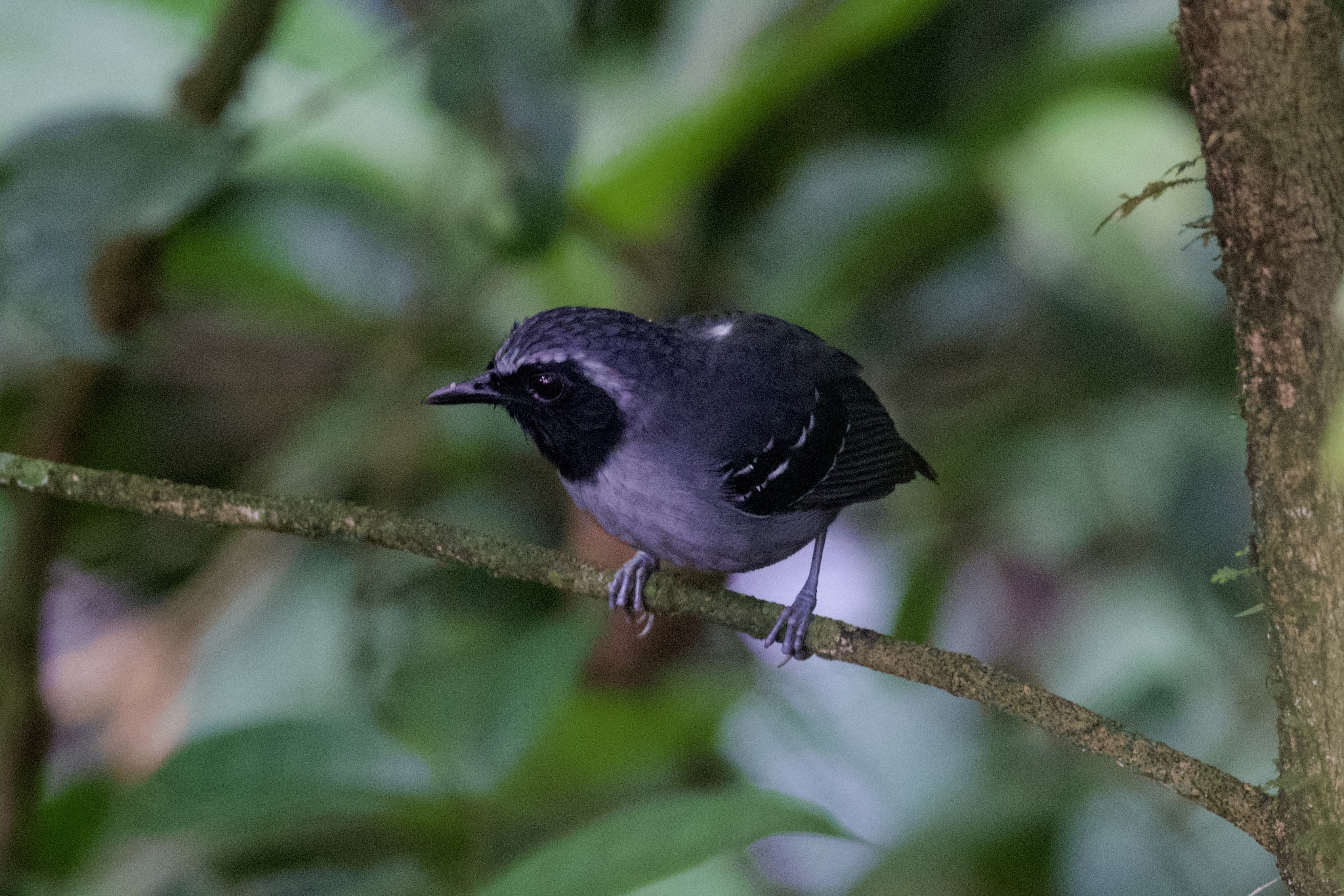 Black-faced Antbird (Myrmoborus myotherinus), photo 4