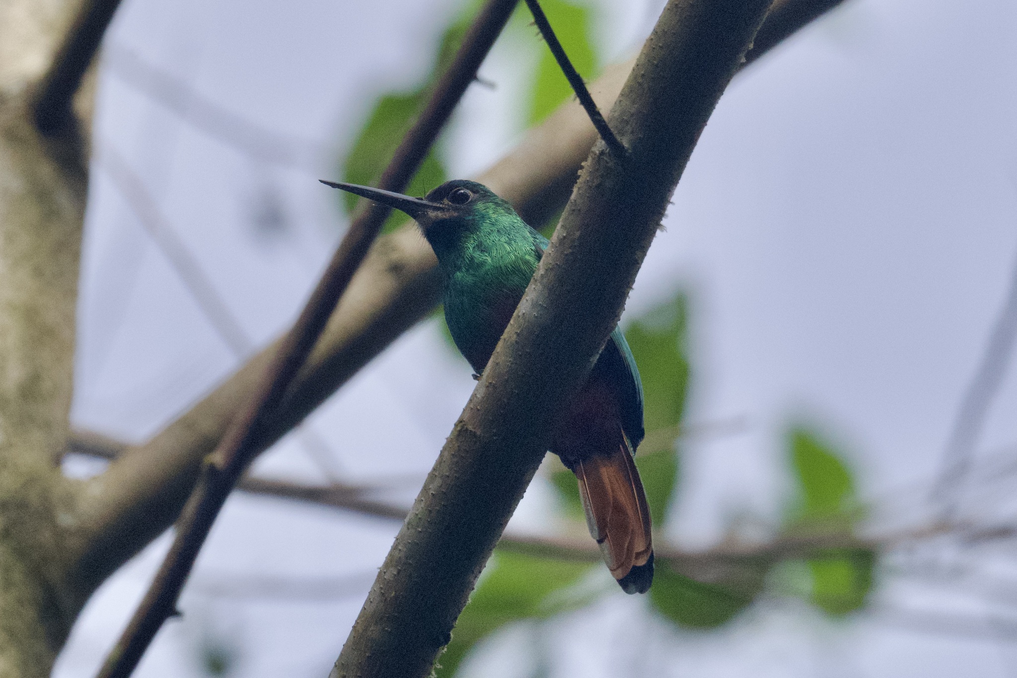White-chinned Jacamar (Galbula tombacea), photo 3