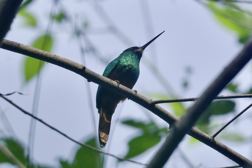 White-chinned Jacamar (Galbula tombacea), photo 6