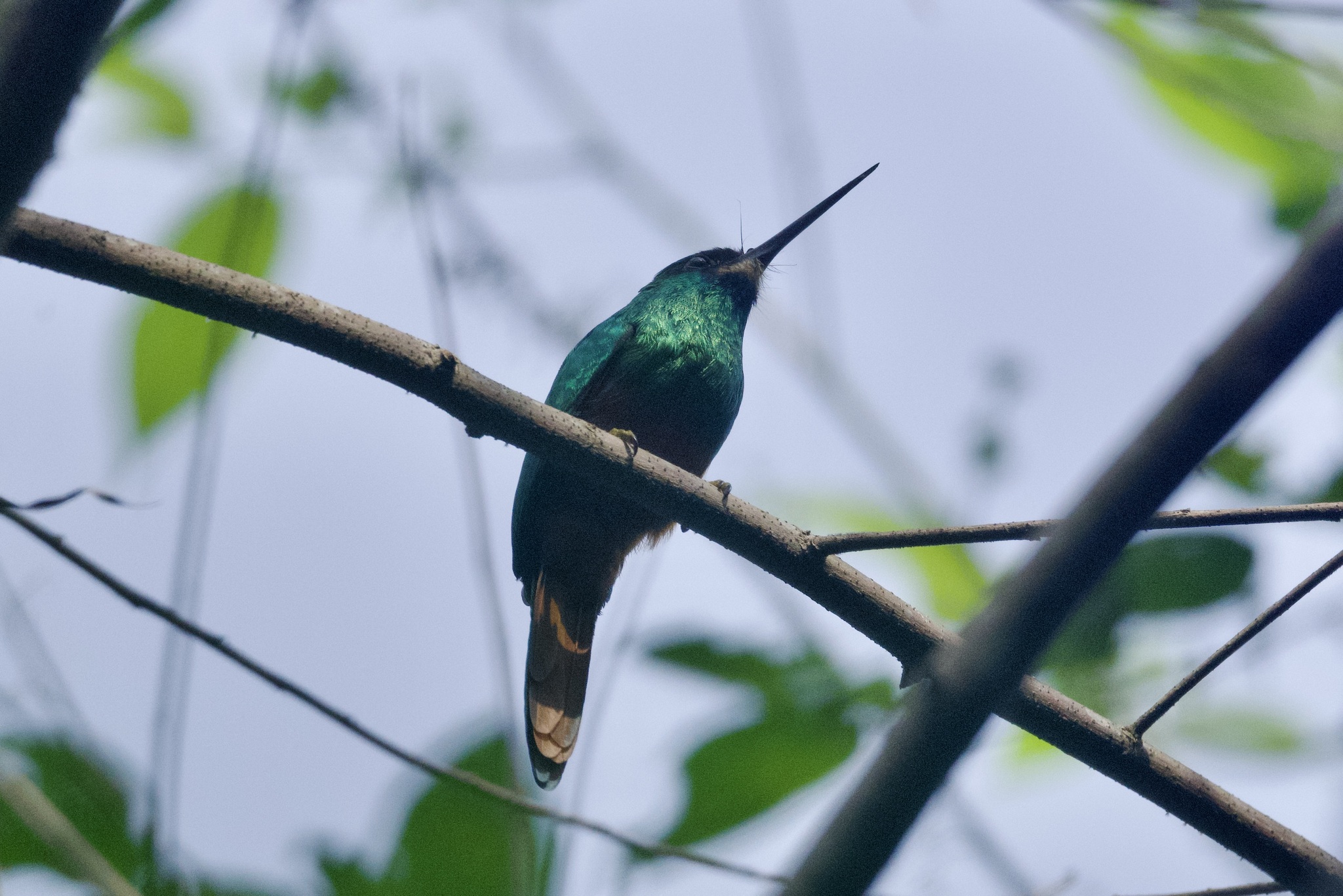 White-chinned Jacamar (Galbula tombacea), photo 4