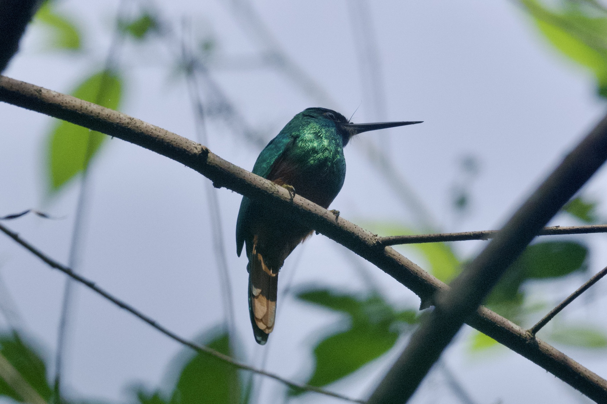 White-chinned Jacamar (Galbula tombacea), photo 5