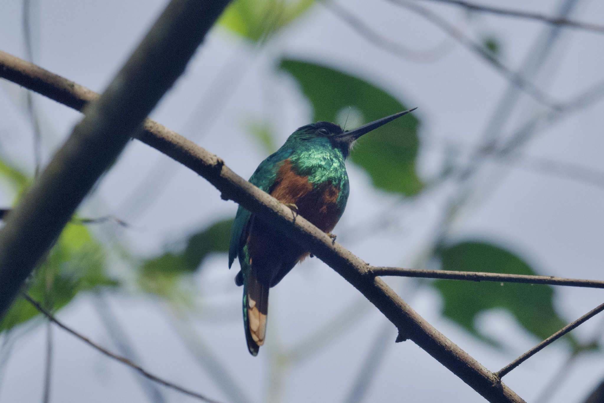 White-chinned Jacamar (Galbula tombacea), photo 7