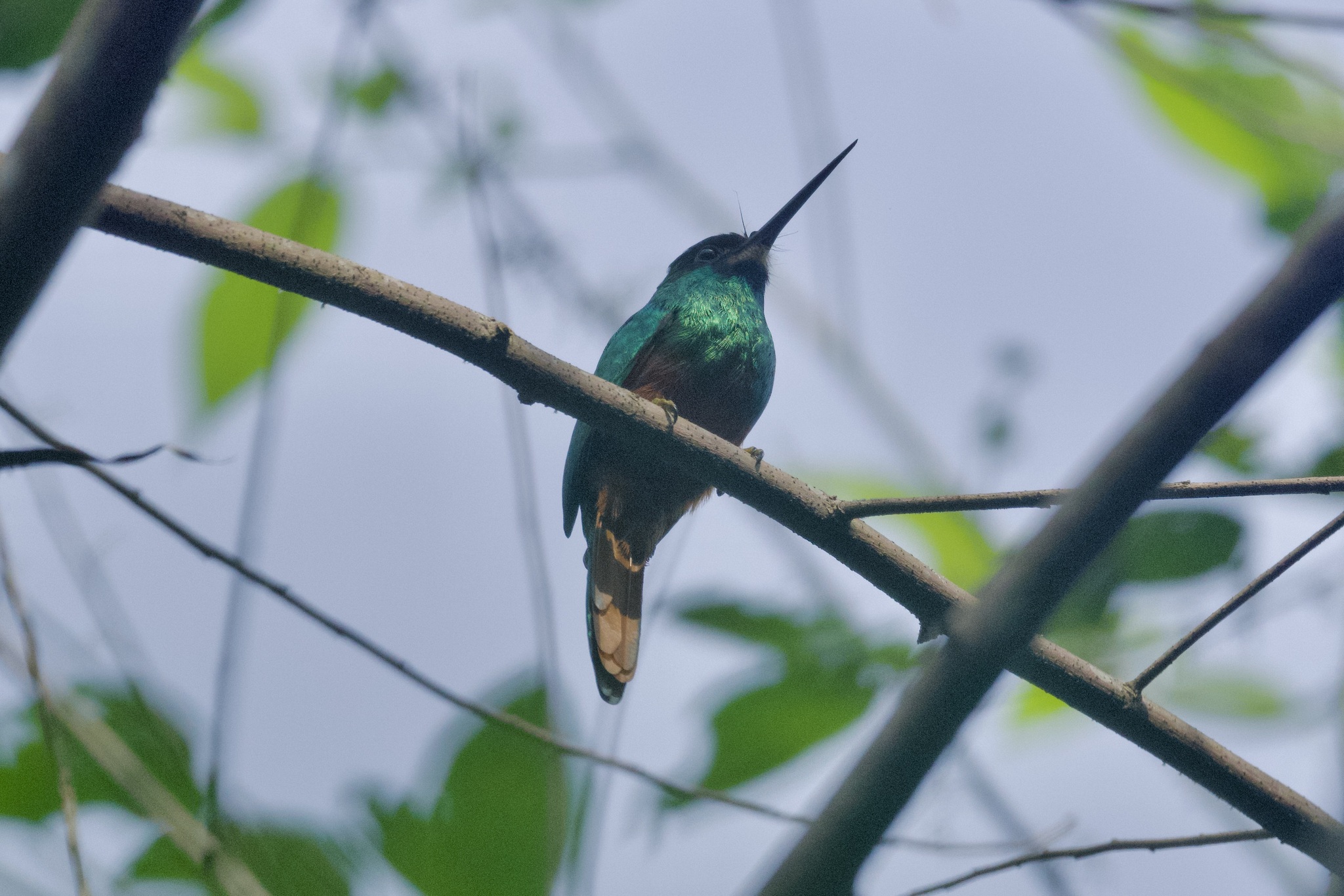 White-chinned Jacamar (Galbula tombacea), photo 6