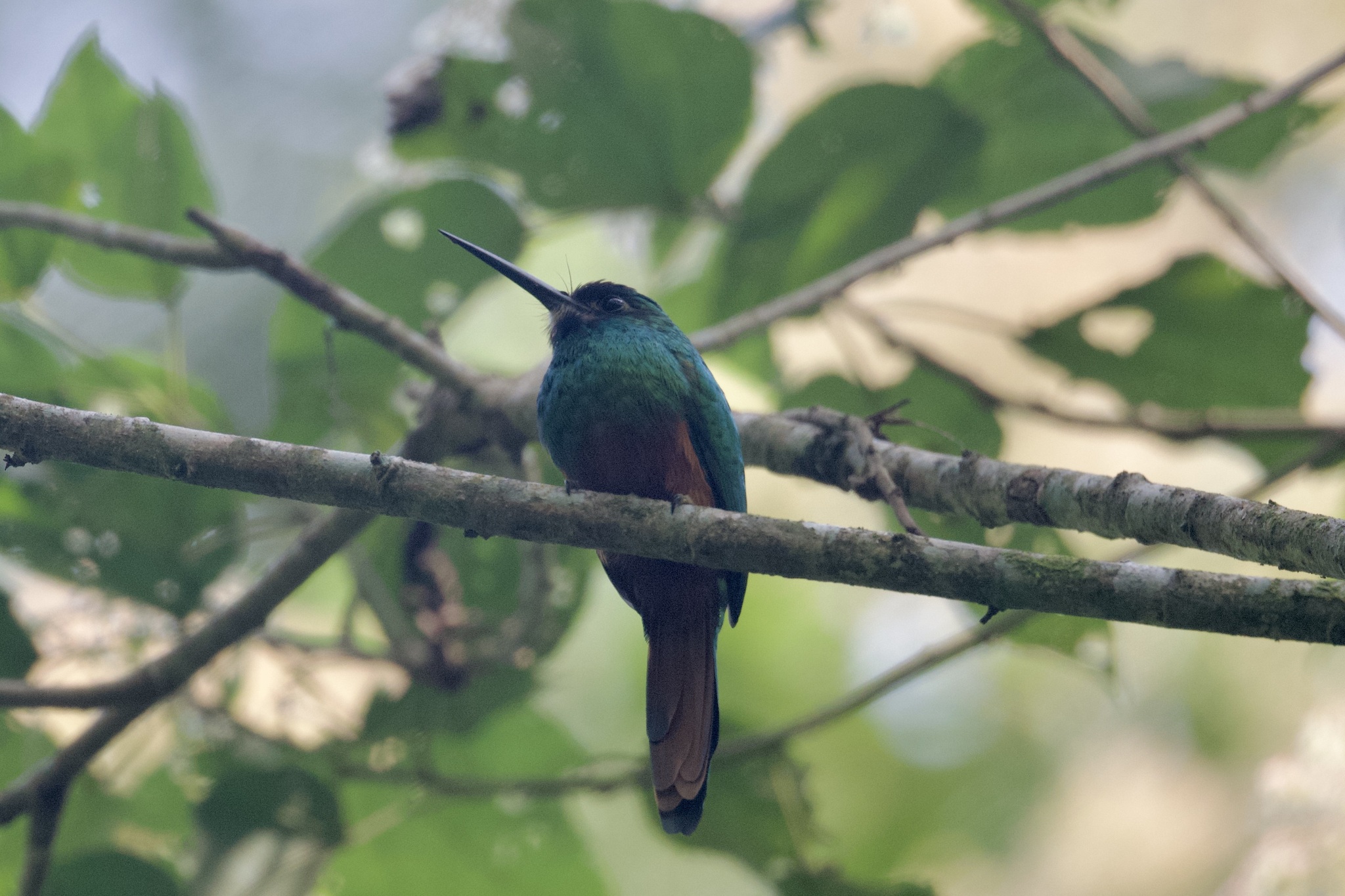 White-chinned Jacamar (Galbula tombacea), photo 2