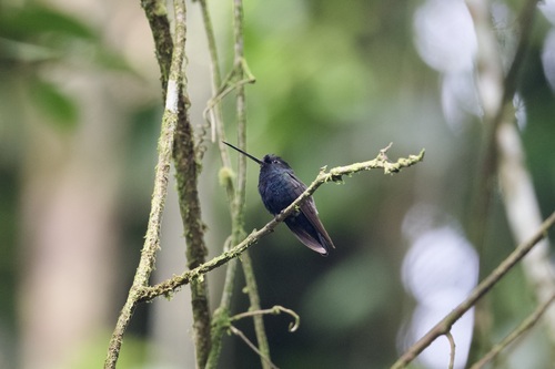 Blue-fronted Lancebill (Doryfera johannae), photo 2