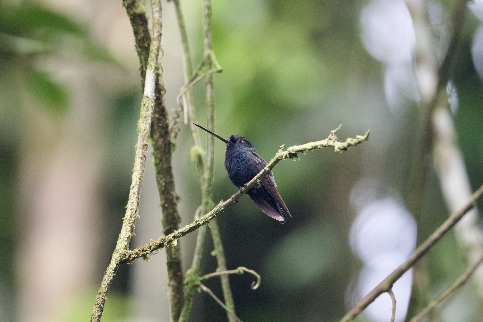 Blue-fronted Lancebill (Doryfera johannae), photo 2