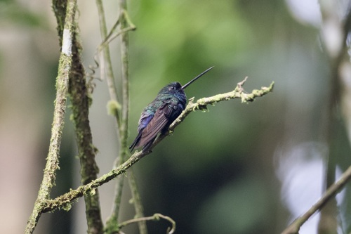 Blue-fronted Lancebill (Doryfera johannae)