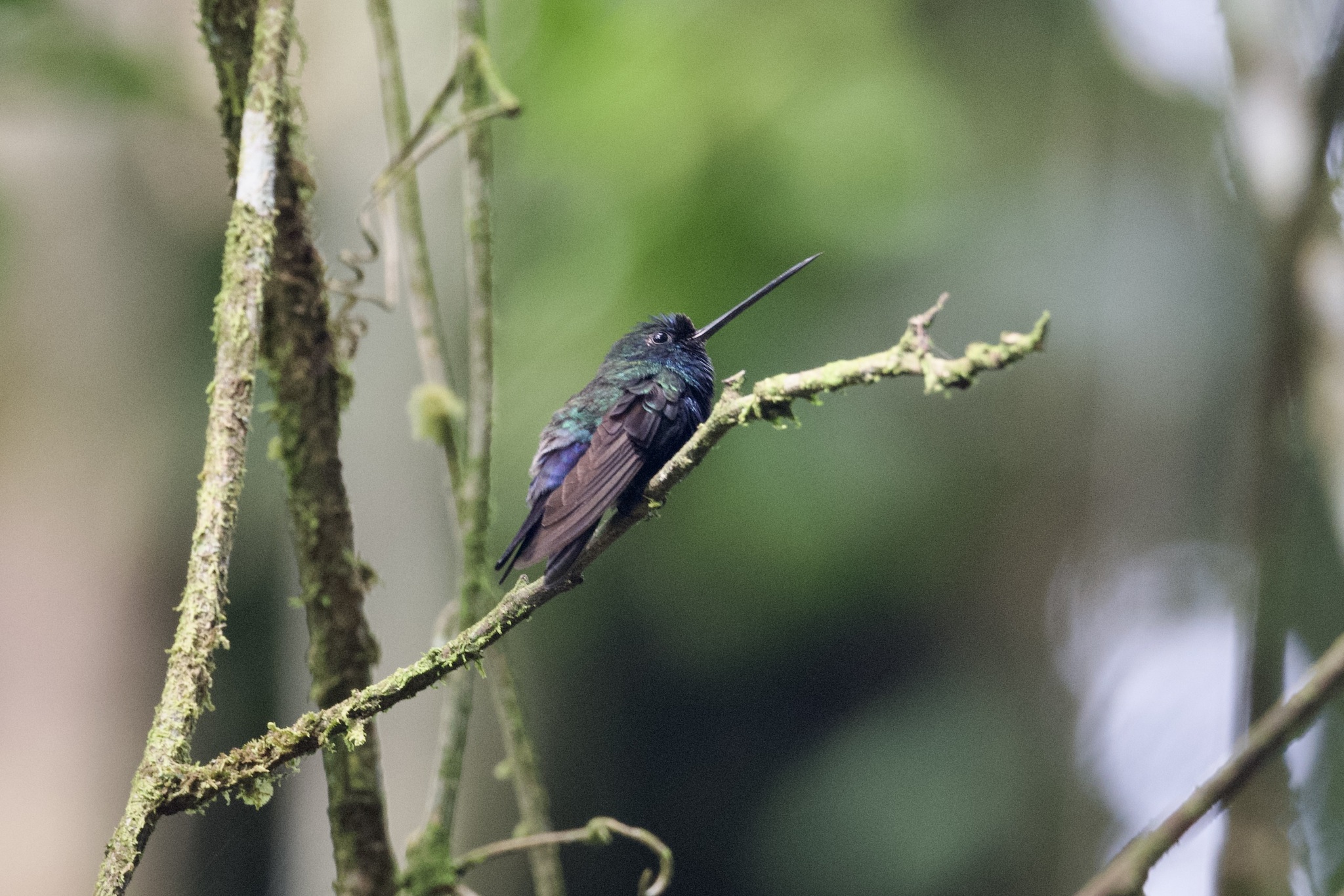 Blue-fronted Lancebill (Doryfera johannae), photo 1