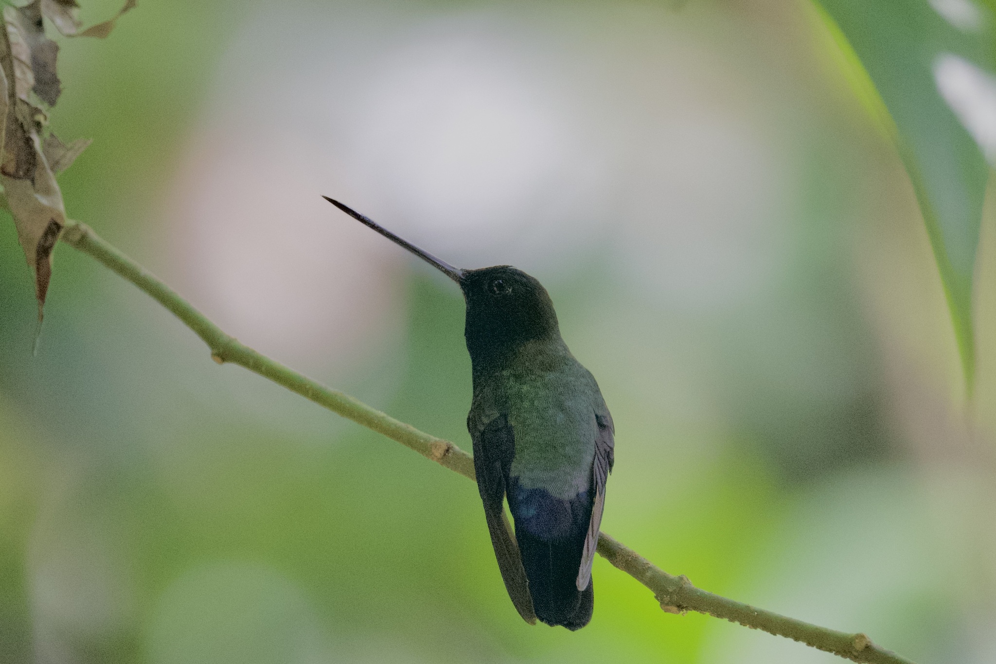 Blue-fronted Lancebill (Doryfera johannae), photo 3