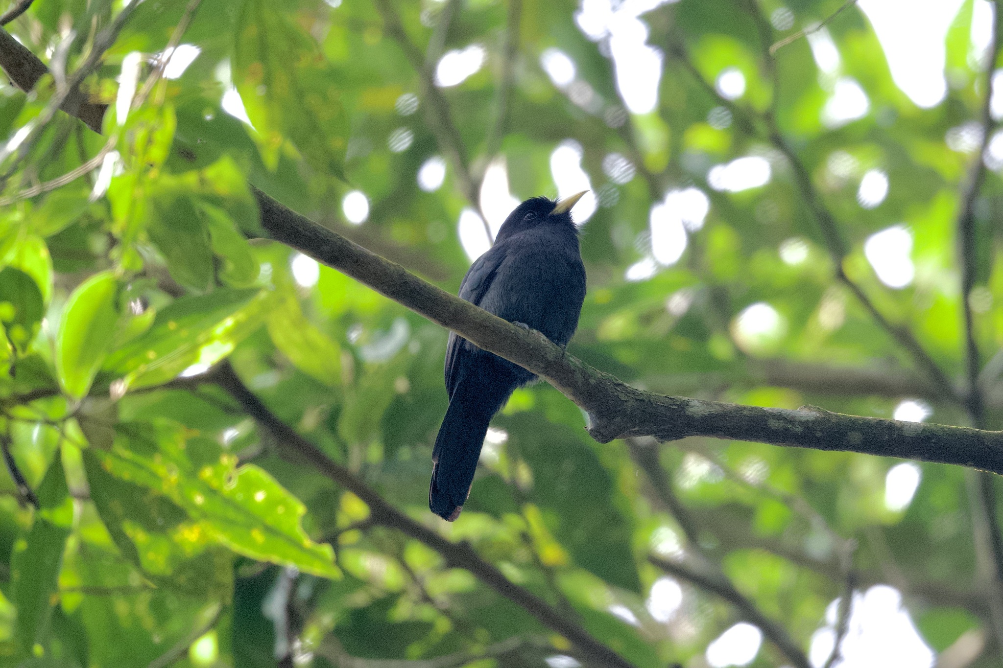Yellow-billed Nunbird (Monasa flavirostris), photo 3