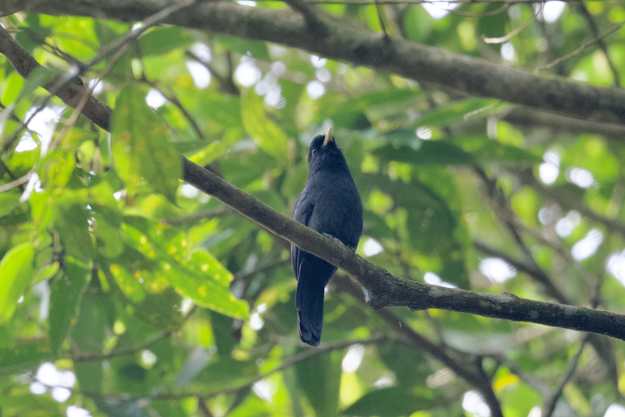 Yellow-billed Nunbird (Monasa flavirostris), photo 4