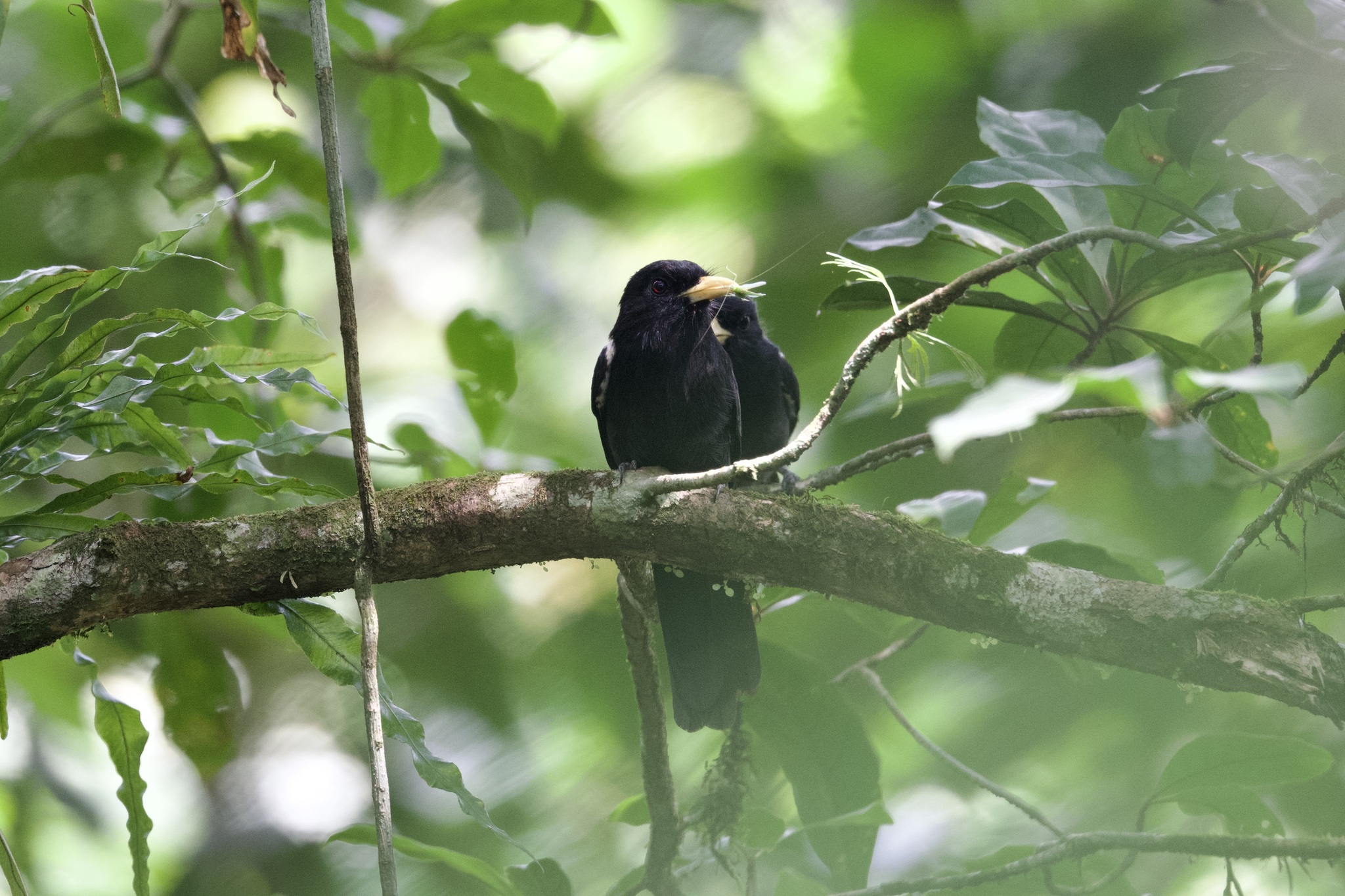 Yellow-billed Nunbird (Monasa flavirostris), photo 10