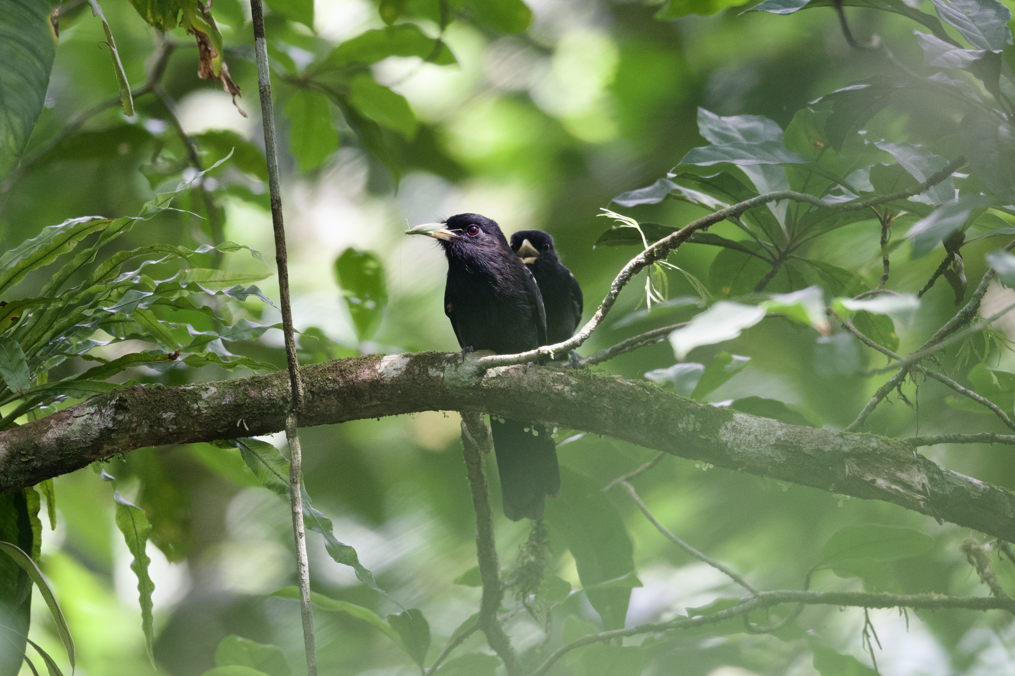 Yellow-billed Nunbird (Monasa flavirostris), photo 8