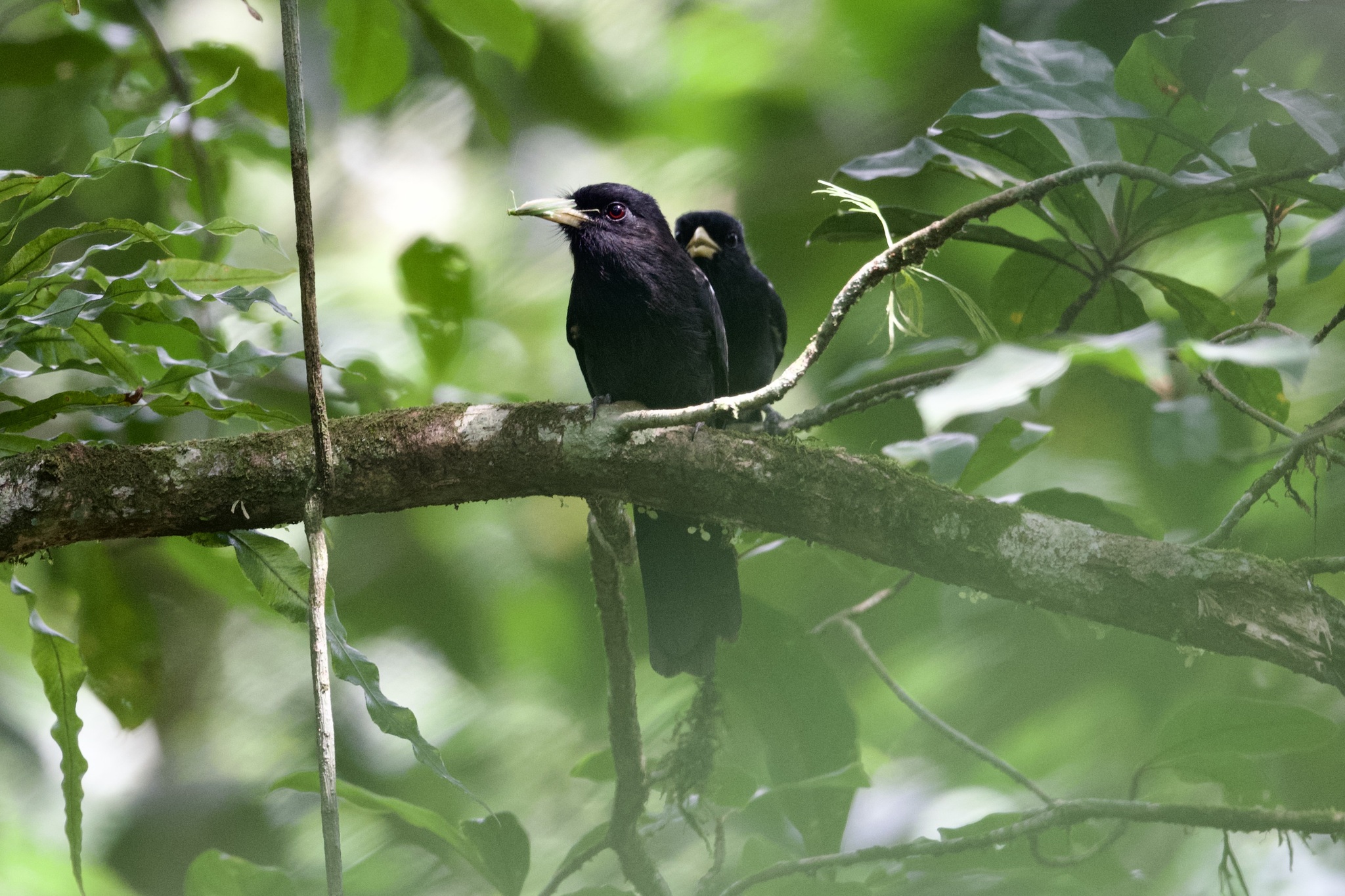 Yellow-billed Nunbird (Monasa flavirostris), photo 9