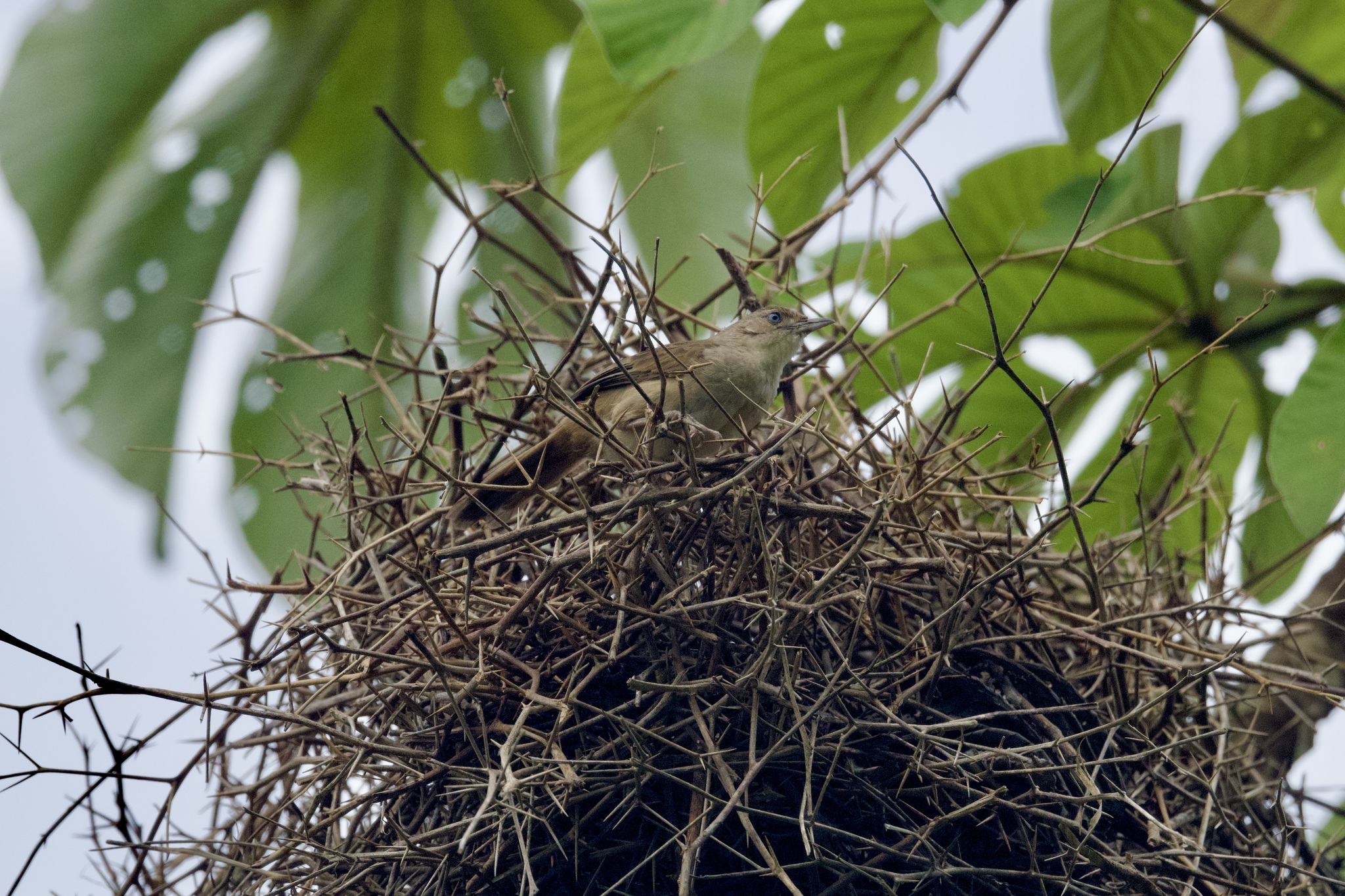 Plain Thornbird (Phacellodomus inornatus), photo 6