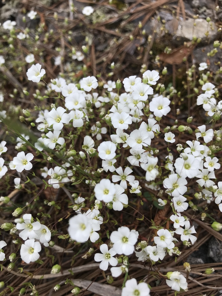 Piedmont Sandwort