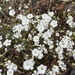 Piedmont Sandwort - Photo (c) Ryan Myers, some rights reserved (CC BY-NC), uploaded by Ryan Myers