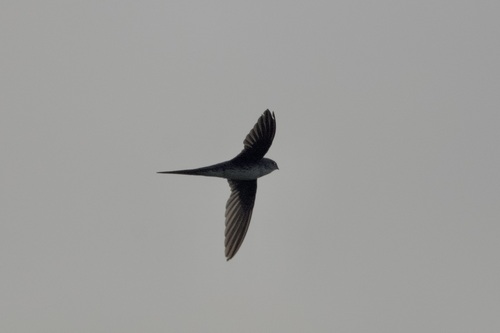 Fork-tailed Palm Swift (Tachornis squamata), photo 9