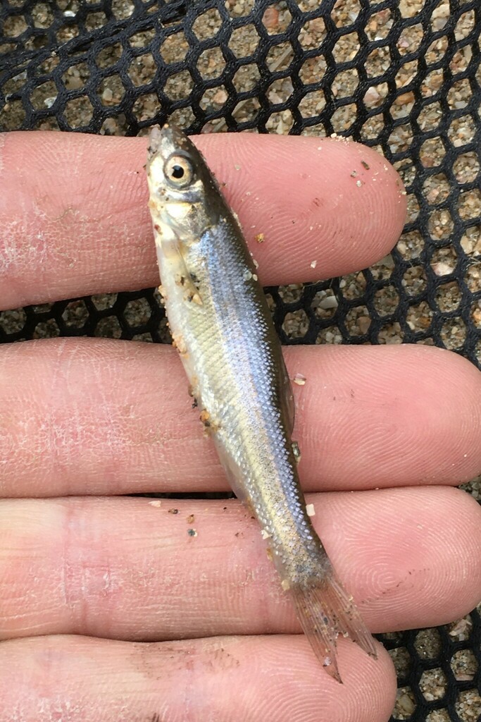 Lake Chub