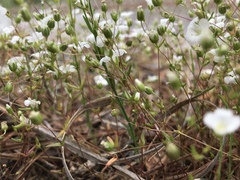 Mononeuria uniflora