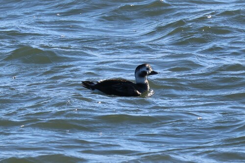Pato havelda (Clangula hyemalis)