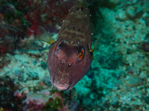 Narrow-headed puffer (Sphoeroides angusticeps) — Tetraodontidae — 3