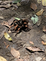 Megaphobema mesomelas