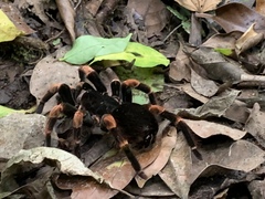 Megaphobema mesomelas