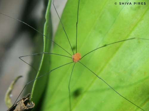 daddy longlegs