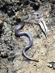 Carphophis amoenus helenae
