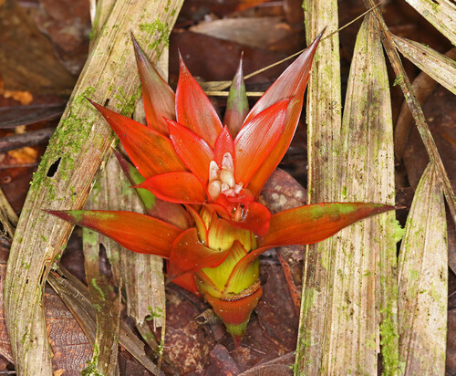Foto de Bromélia