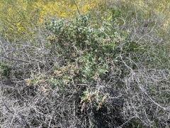 Atriplex spinifera