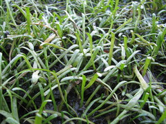 Lilaeopsis chinensis