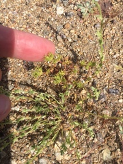 Loeflingia squarrosa