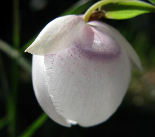 White Globe Lily