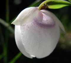 Calochortus albus