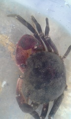 Sylviocarcinus piriformis