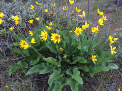 Balsamorhiza