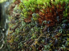 Hymenophyllum wilsonii