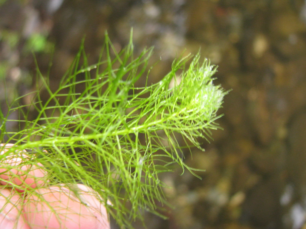 Low Water-milfoil (Adirondack Lakes Aquatic Plants) · iNaturalist