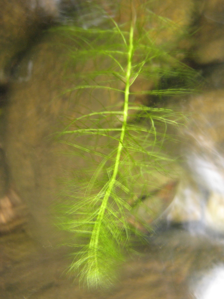 Low Water-milfoil (GUIDEBOOK) · iNaturalist