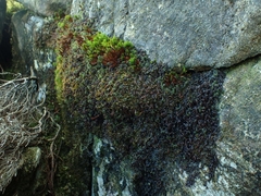 Hymenophyllum wilsonii
