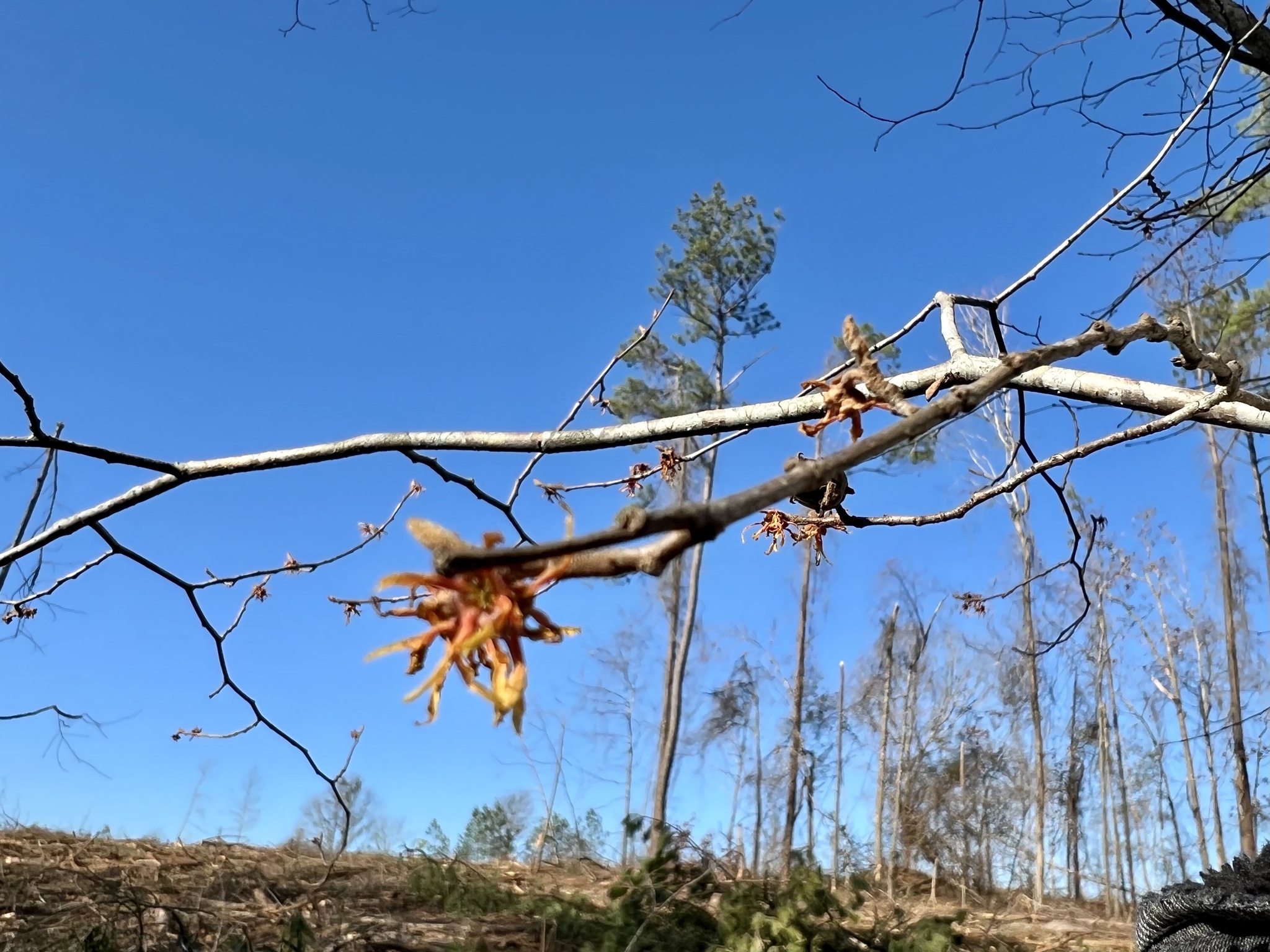 Bigleaf Witch-Hazel (Hamamelis ovalis)