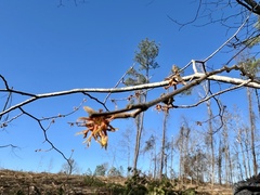 Hamamelis ovalis