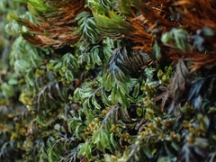 Hymenophyllum wilsonii