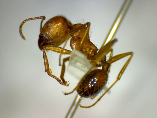 砖红收获蚁Messor testaceus