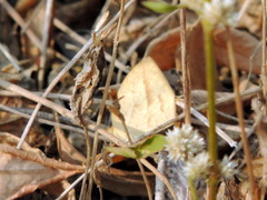 Eurema laeta