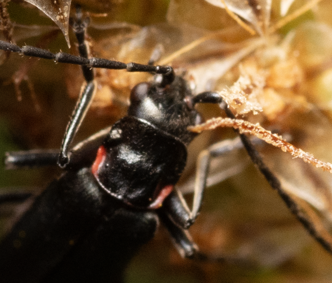 Chauliognathus variabilis