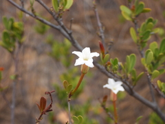 Mascarenhasia macrostachya (Mascarenhasia)
