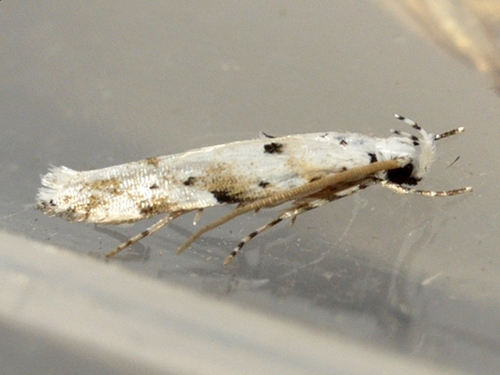 Coleotechnites eryngiella photo 3